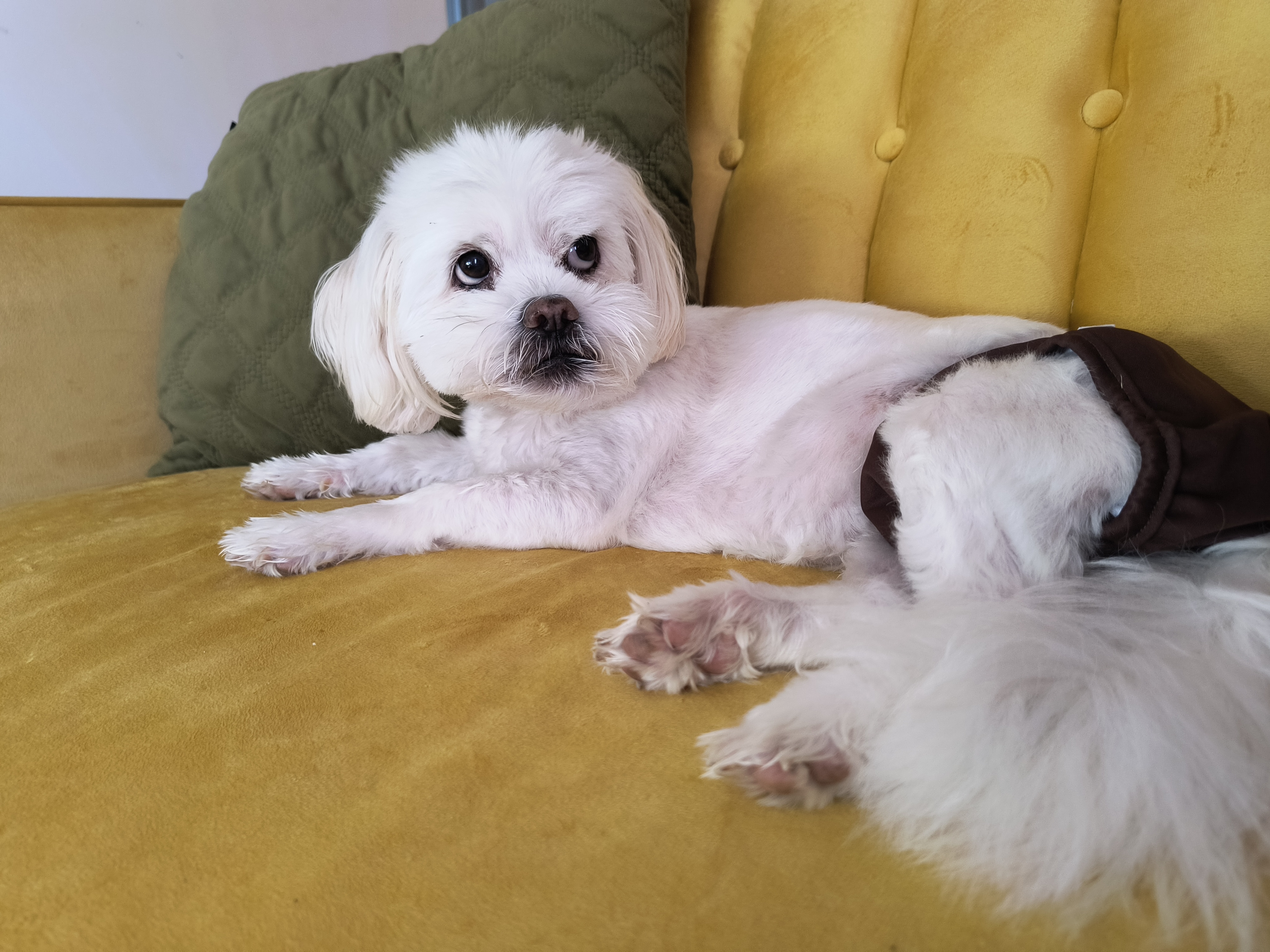 Cover Letter for a Dog: In Which Monet Defends His Honor and Also Maybe Poops in the Kitchen