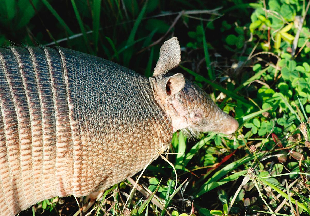 Felipe’s Friday Forage: How to Measure a Website’s SEO Authority (Without Losing Your Mind)